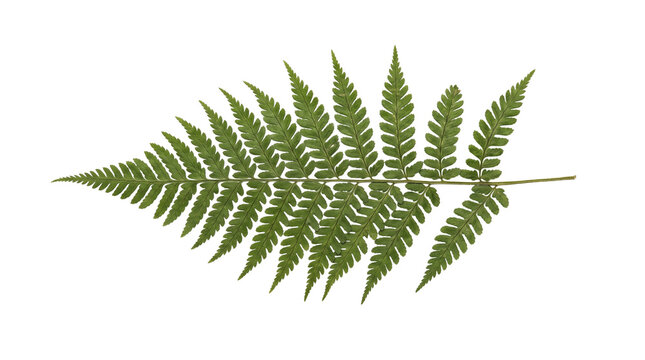Fresh green fern leaf frond detail, vibrant botanical flora element, natural tropical forest foliage decoration isolated PNG with Transparent Background