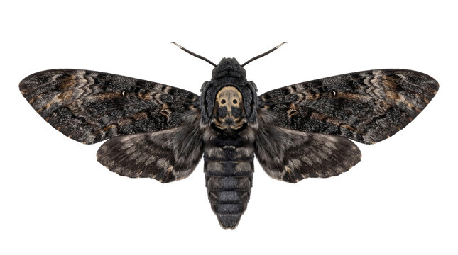 Death head hawk moth specimen, dark gothic insect macro photography, skull moth biology display isolated PNG with Transparent Background