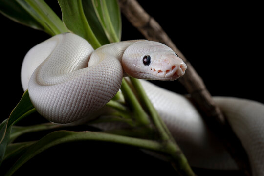 Closeup head white leucistic ball python snake on isolated background, Closeup royal python, White ball python on black background, Blue-eyed leucistic python with dark background