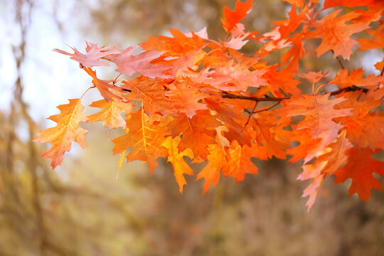 bright orange color red oak leaves on tree branches, abstract natural background. Beautiful autumnal landscape with foliage of northern red oak trees (quercus rubra). golden fall season concept