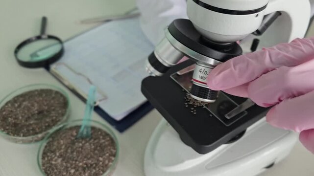 A scientist studying flax seeds under a microscope. Analysis of the