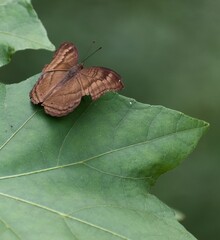 Common castor butterfly resting with open wings on green leaf. © siby3143