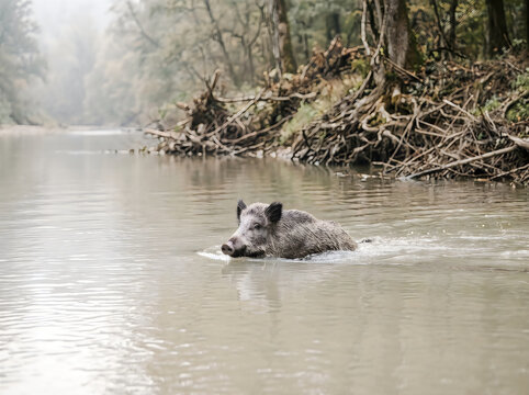 Wild boar swimming through a river in the forest with swimming animal brown water wild creature animal life