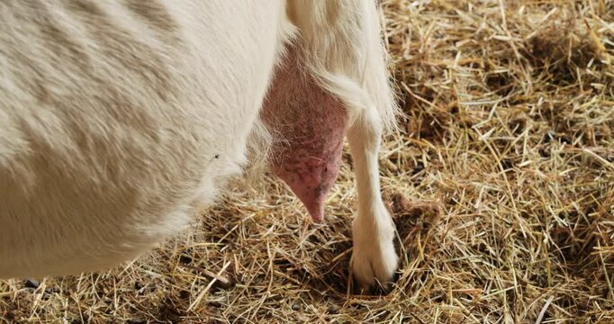 Close-up of a goat udder and hind legs in a farm barn with straw bedding.