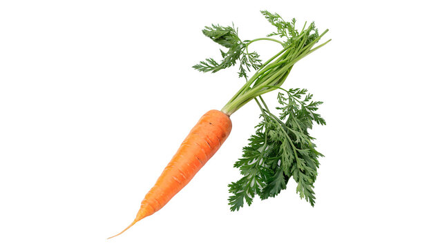 Whole fresh orange carrot raw organic vegetable root crop isolated on transparent background