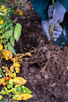 Farmer hands in gloves uprooting tomato plant roots in greenhouse during seasonal autumn garden cleanup, close up view