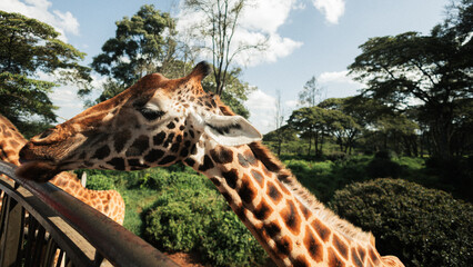 Giraffe stretching neck over wooden fence in Kenya © mmirophotostock