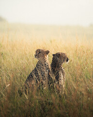 Two cheetahs standing together in tall grass field © mmirophotostock