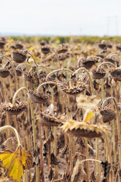 Dried sunflowers in a field experiencing drought conditions