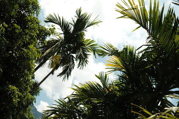 Tropical palm trees looking up against sky in Vietnam © mmirophotostock