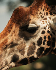 Close up side profile portrait of a giraffe head © mmirophotostock