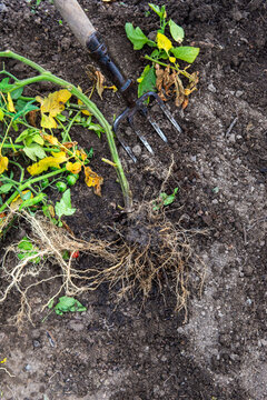 Pitchfork digging uprooted tomato roots from dark soil in greenhouse with copy space, copy space on right