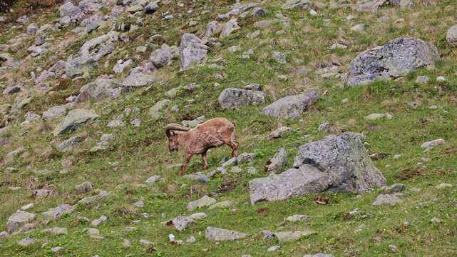 West Caucasian tur Capra caucasica walking across steep rocky terrain in the Caucasus Mountains. The species is endangered in the wild. Adult male with large curved horns in slow motion 120fps..