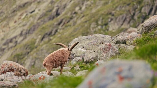 Herd of West Caucasian tur Capra caucasica with large horns grazing on a steep grassy slope with majestic rocky mountains in the background. Wild mountain goats in their natural habitat in slow motion