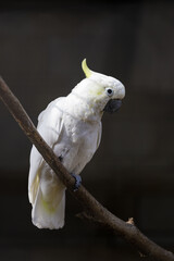 White cockatoo with a pale yellow crest perches on a natural wooden branch against a dark background, displaying elegant plumage and an attentive expression. © Инна Мадеева