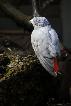 African grey parrot rests on moss-covered wood, showing layered gray plumage and a vivid red tail from behind in a peaceful natural setting with dark background.
