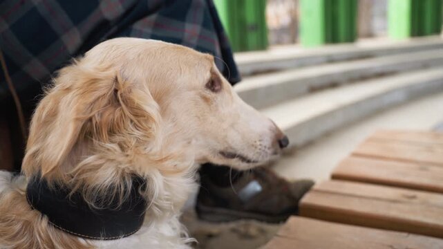 Light colored dog with black collar sits calmly on wooden steps partially visible next to someone wearing plaid fabric. background includes green vertical elements and blurred seating areas