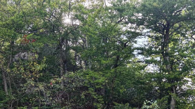 Dense green forest foliage with sunbeams breaking through the tree branches
