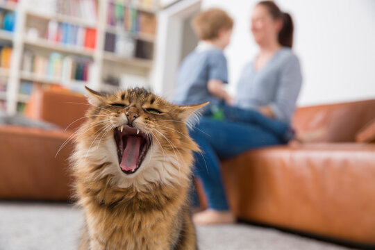Yawning cat sitting in living room, mother and son playing in background