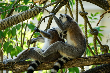 Fototapeta premium Ring-tailed lemurs climbing ropes and resting on tree branches in Vienna, Austria, showing social behavior in a lush green habitat.