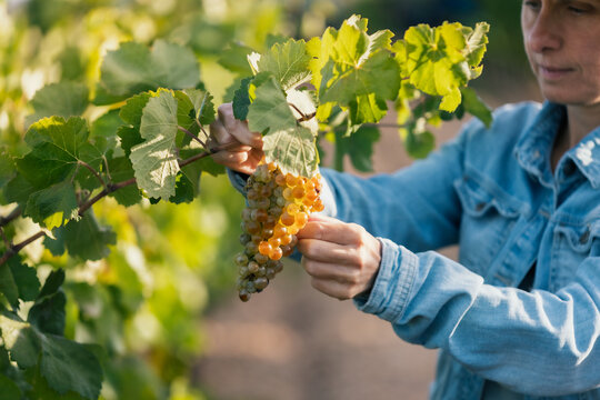 Mature woman picks white grape in the sunny vineyard outdoors