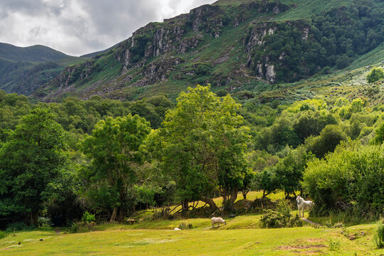 A white horse grazes on green pasture in Killarney