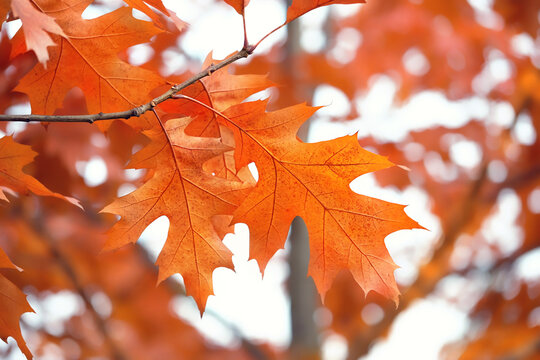 bright orange color red oak leaves on tree branch close up, abstract natural background. Beautiful autumnal image with foliage of northern red oak trees (quercus rubra). golden fall season concept.