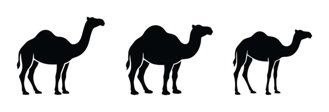 Camel silhouettes set with dromedaries walking, desert transport and wildlife