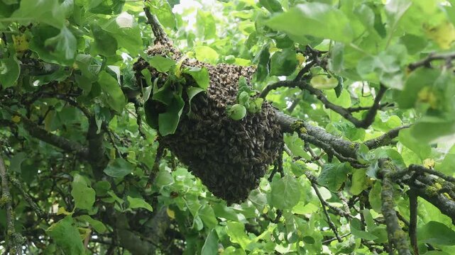 Swarm of bees hangs from apple tree. Honey bees reproductive instinct. Natural insect reproduction via colony splitting. Natural beekeeping. Springtime insect reproduction period.