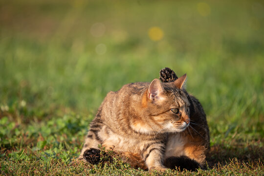 Katze getigert auf Wiese liegend