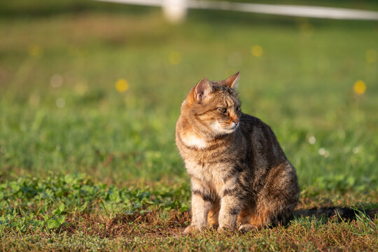 Katze getigert auf Wiese sitzend