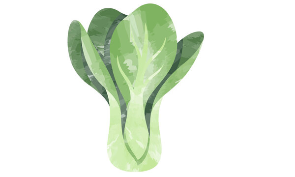 Fresh bok choy watercolor illustration, green asian cabbage vegetable graphic element for culinary design and healthy food menu isolated on Transparent Background