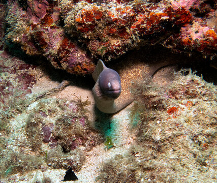 A White Eyed Moray Eel also known as Greyface Moray Eel Boracay Island Philippines