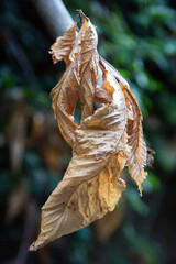 Wilted brown leaves hanging from thin branch in close-up against soft blurred forest background showing dryness and decay with muted natural tones outdoors moody nature scene shallow depth of field © PhotoKrat