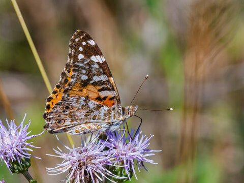 Painted lady butterfly (Vanessa cardui) perched on a purple thistle flower in close-up macro, detailed colorful underwing pattern, migratory insect pollinator, wild nature.
