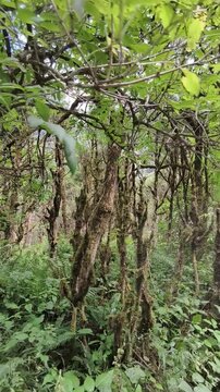 The interesting landscape of boxwood forests in Rize's &Ccedil;at Valley, T&uuml;rkiye