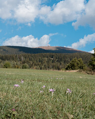 Mountain meadow with blooming autumn crocus and the Kráľova hoľa summit with transmitter under blue sky with clouds, Low Tatras, Slovakia © hopsalka