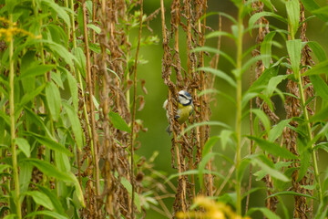Blue tit clinging to a dried plant stem among tall green vegetation, partly surrounded by withered leaves and narrow stems © in_colors