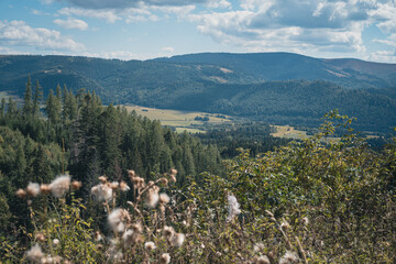 View of forested hills and green valley with meadows through dried thistle seed heads on the hiking trail to Kráľova hoľa, Low Tatras, Slovakia © hopsalka