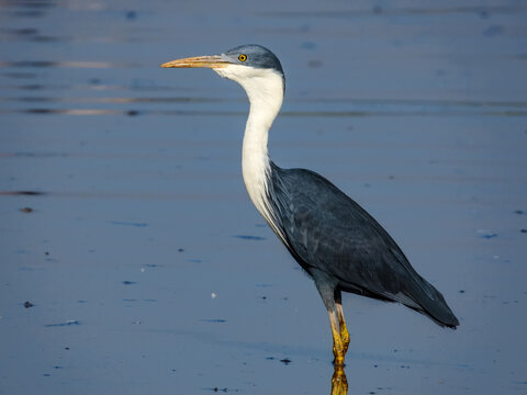 Pied Heron (Ardea picata) in Australia