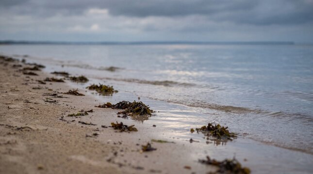 Dramatic low angle coastal scene showing wet seaweed on a sandy shoreline with a brooding overcast sky over calm ocean waters