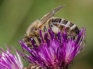 Honey bee (Apis mellifera) foraging on a purple thistle flower in close-up macro, insect pollinator working in nature, collecting nectar and pollen, biodiversity conservation.  © Villages de France