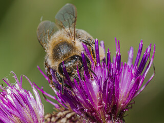 Honey bee (Apis mellifera) foraging on a purple thistle flower in close-up macro, insect pollinator working in nature, collecting nectar and pollen, biodiversity conservation.  © Villages de France