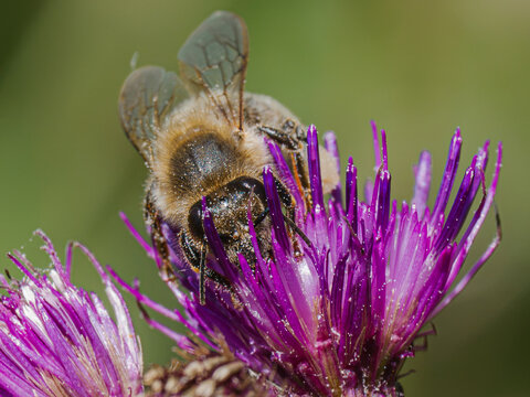 Honey bee (Apis mellifera) foraging on a purple thistle flower in close-up macro, insect pollinator working in nature, collecting nectar and pollen, biodiversity conservation.
