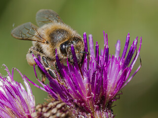 Honey bee (Apis mellifera) foraging on a purple thistle flower in close-up macro, insect pollinator working in nature, collecting nectar and pollen, biodiversity conservation.  © Villages de France