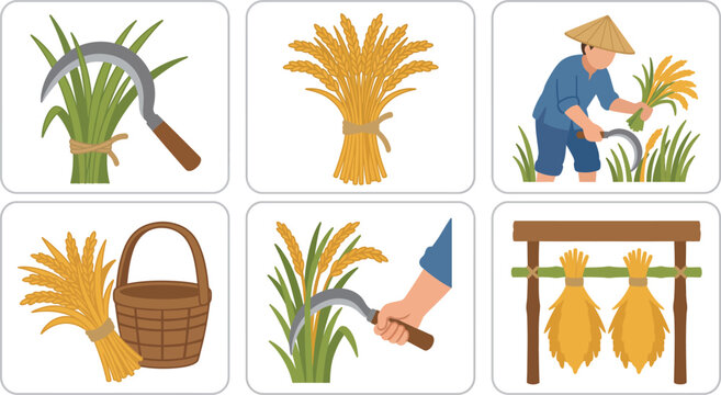 Illustrations of traditional rice harvesting and threshing process steps