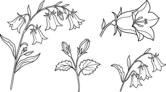 Bluebell and campanula flower botanical outline vector sketch icon set