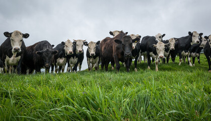 Mob of white face and dairy cross beef cattle yearlings in lush green grass pasture © Nathan McClunie