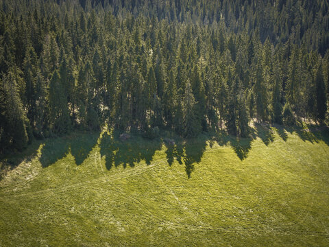 Aerial view of a dense coniferous forest bordering a lush green meadow with long shadows cast by the trees, Jurgow, Lesser Poland Voivode, Poland.