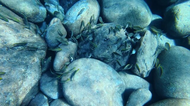 Small fish schooling among smooth underwater rocks. Salema porgy, Sarpa salpa
